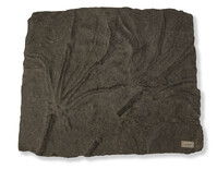 F 01456
<br/>
<br/>
<em></em>